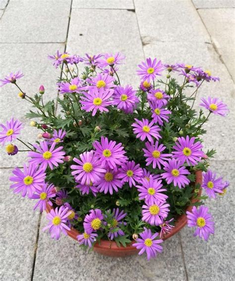 四季常開的花|【花卉指南】什麼花一年四季都開花？園藝師揭曉四季。